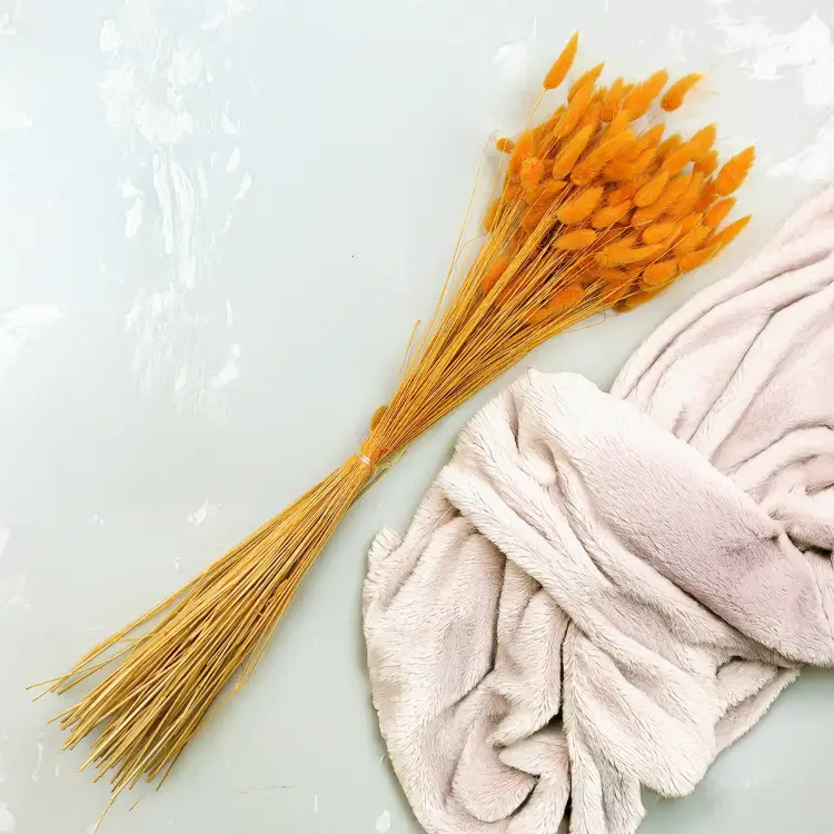 Lagurus Suszony dmuszek jajowaty Imbirowy 2.png