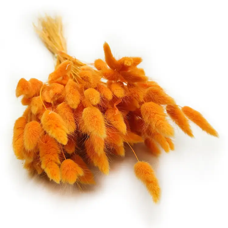 Lagurus Suszony dmuszek jajowaty Imbirowy 5.png