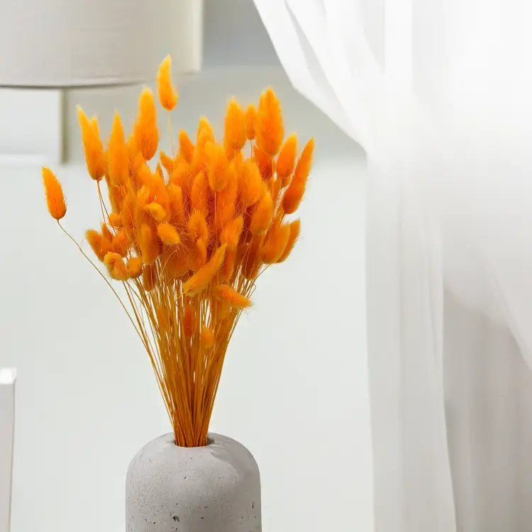 Lagurus Suszony dmuszek jajowaty Imbirowy.png