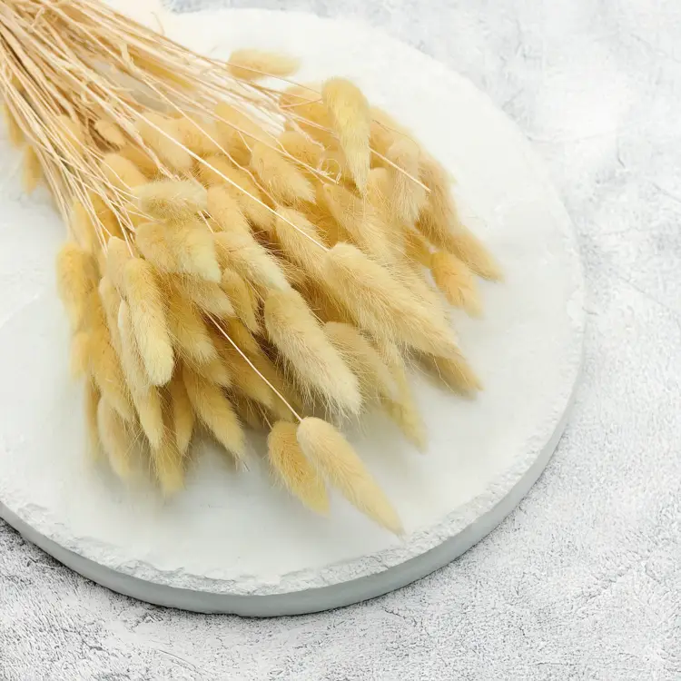 Lagurus Suszony dmuszek jajowaty Kremowy 2.png