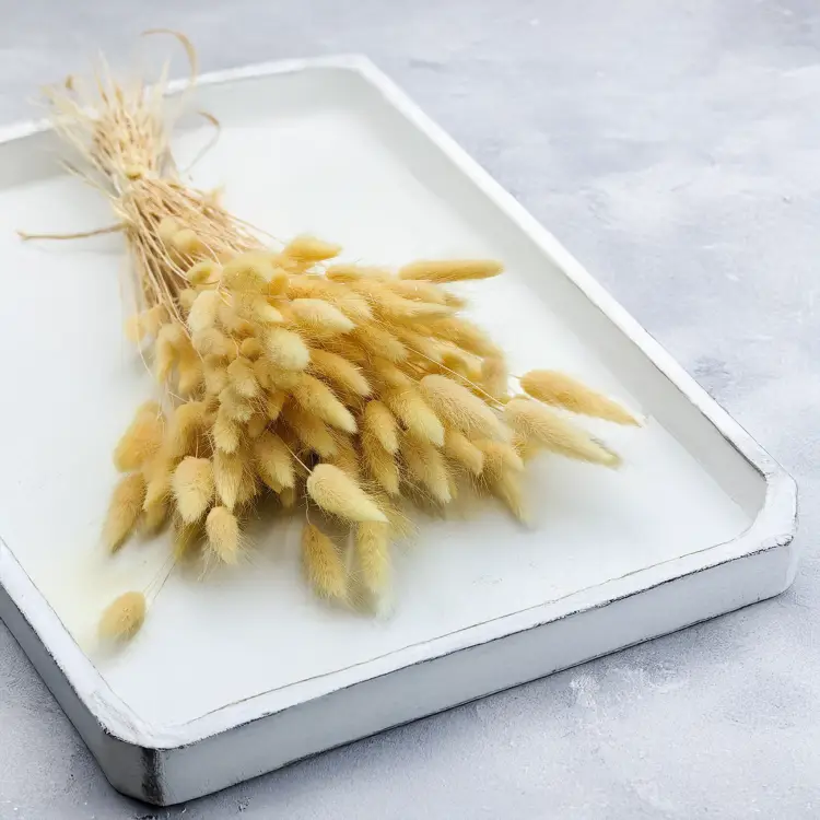 Lagurus Suszony dmuszek jajowaty Kremowy 6.png