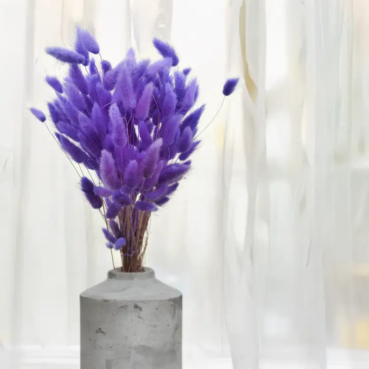 Lagurus Suszony dmuszek jajowaty Lila.png