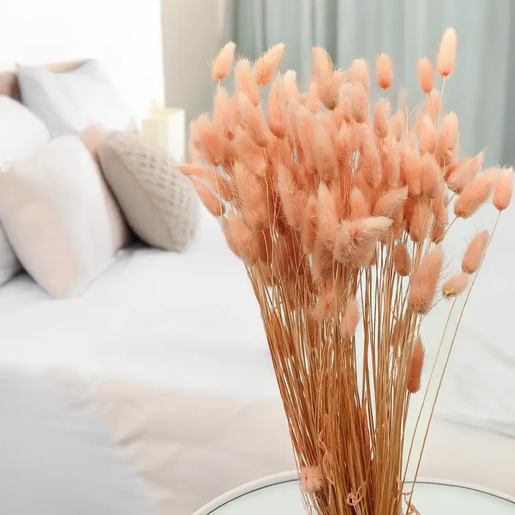 Lagurus Suszony dmuszek jajowaty Łososiowy 1.png