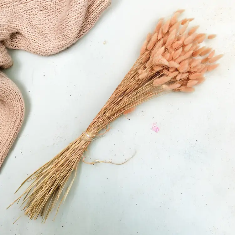 Lagurus Suszony dmuszek jajowaty Łososiowy 4.png