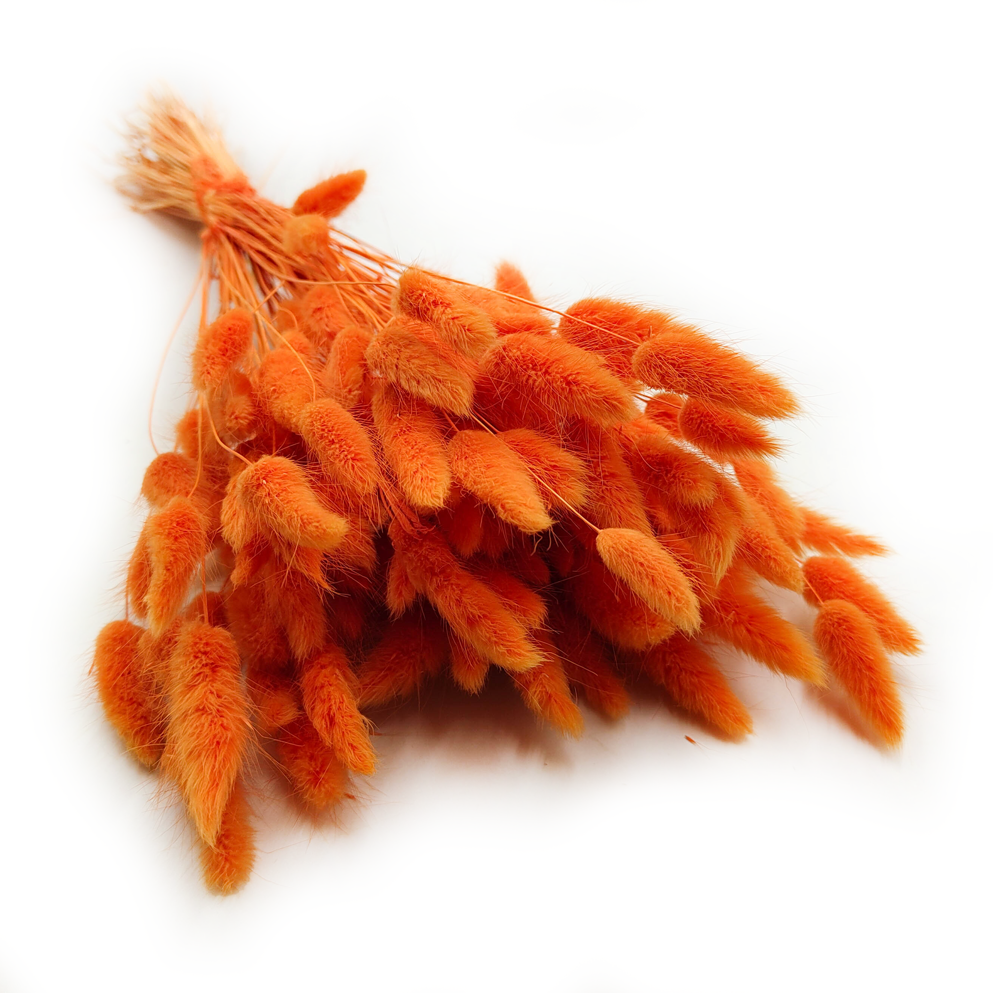 Suszony Lagurus - Dmuszek jajowaty - mandarynka