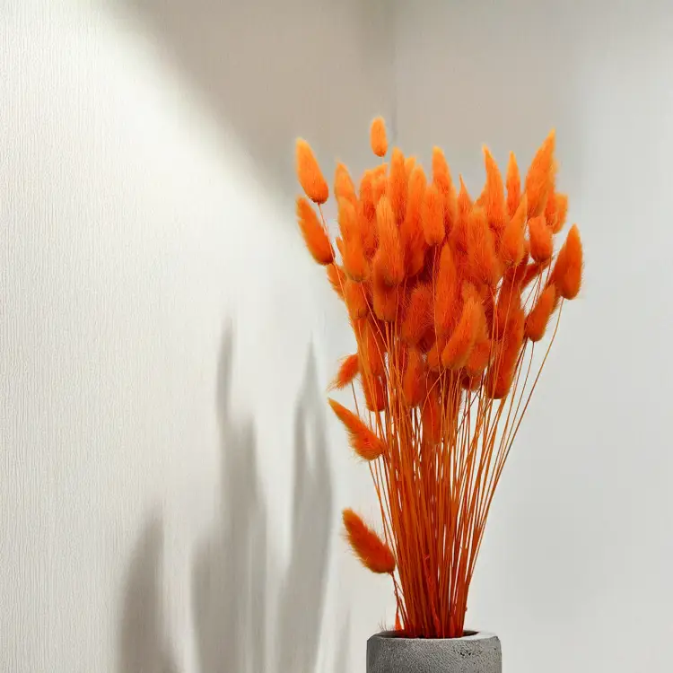 Lagurus Suszony dmuszek jajowaty Mandarynka.png