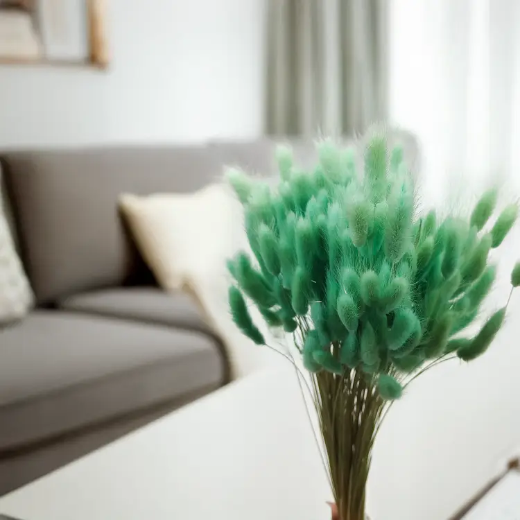 Lagurus Suszony dmuszek jajowaty mietowy 3.png