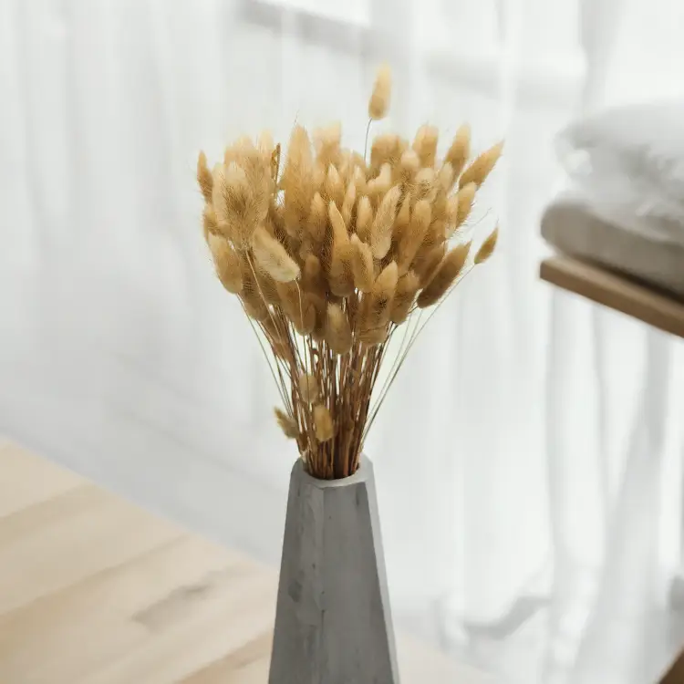 Lagurus Suszony dmuszek jajowaty Naturalny 1.png