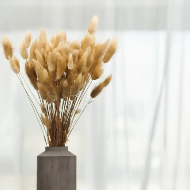 Lagurus Suszony dmuszek jajowaty Naturalny 2.png