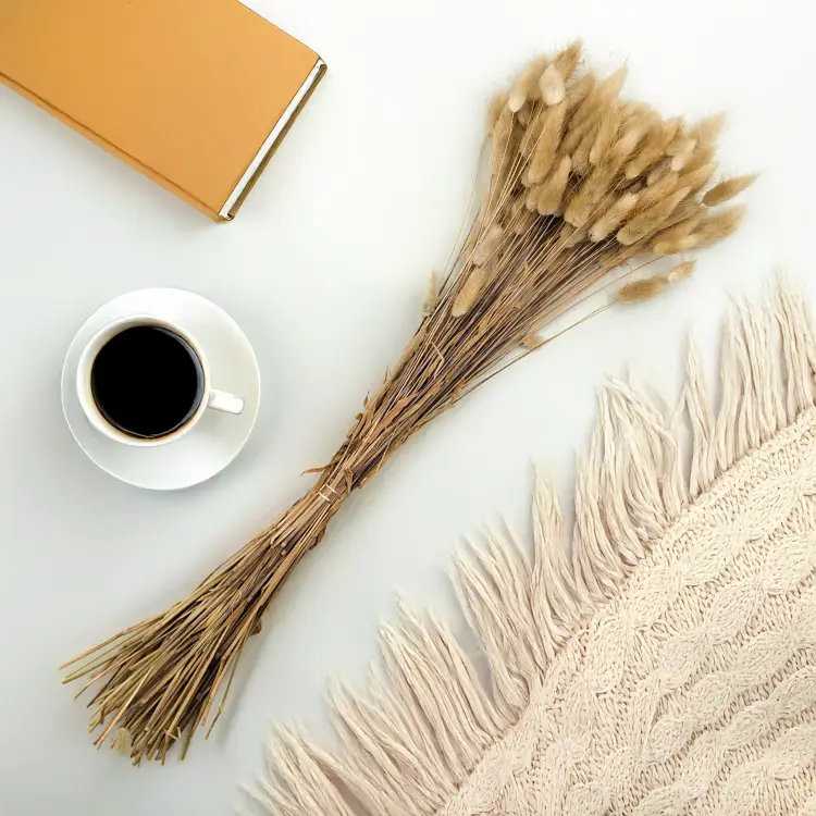 Lagurus Suszony dmuszek jajowaty Naturalny 4.png