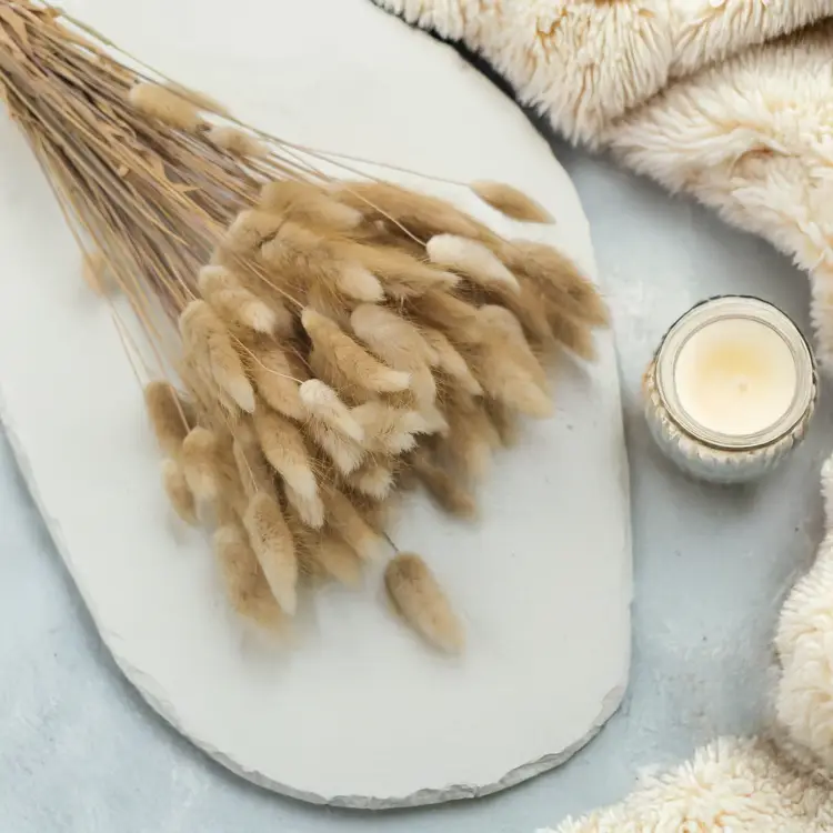 Lagurus Suszony dmuszek jajowaty Naturalny 6.png