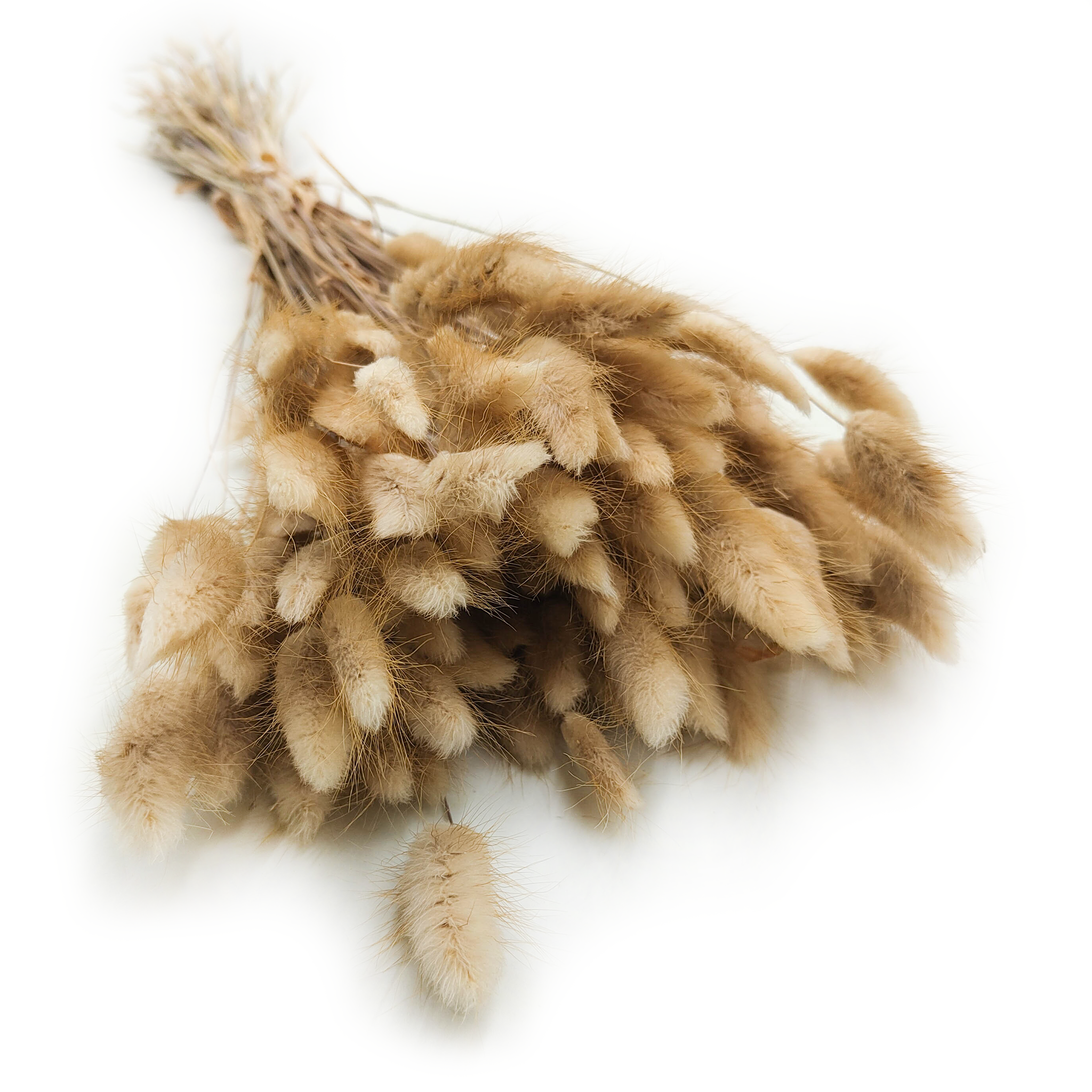 Suszony Lagurus - Dmuszek jajowaty -  naturalny