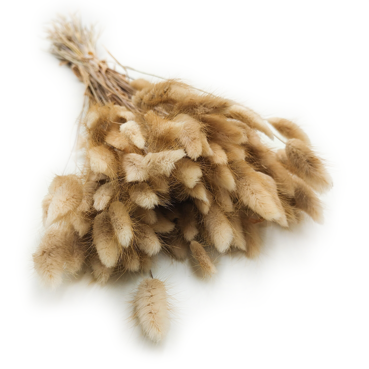 Lagurus Suszony dmuszek jajowaty Naturalny 7.png