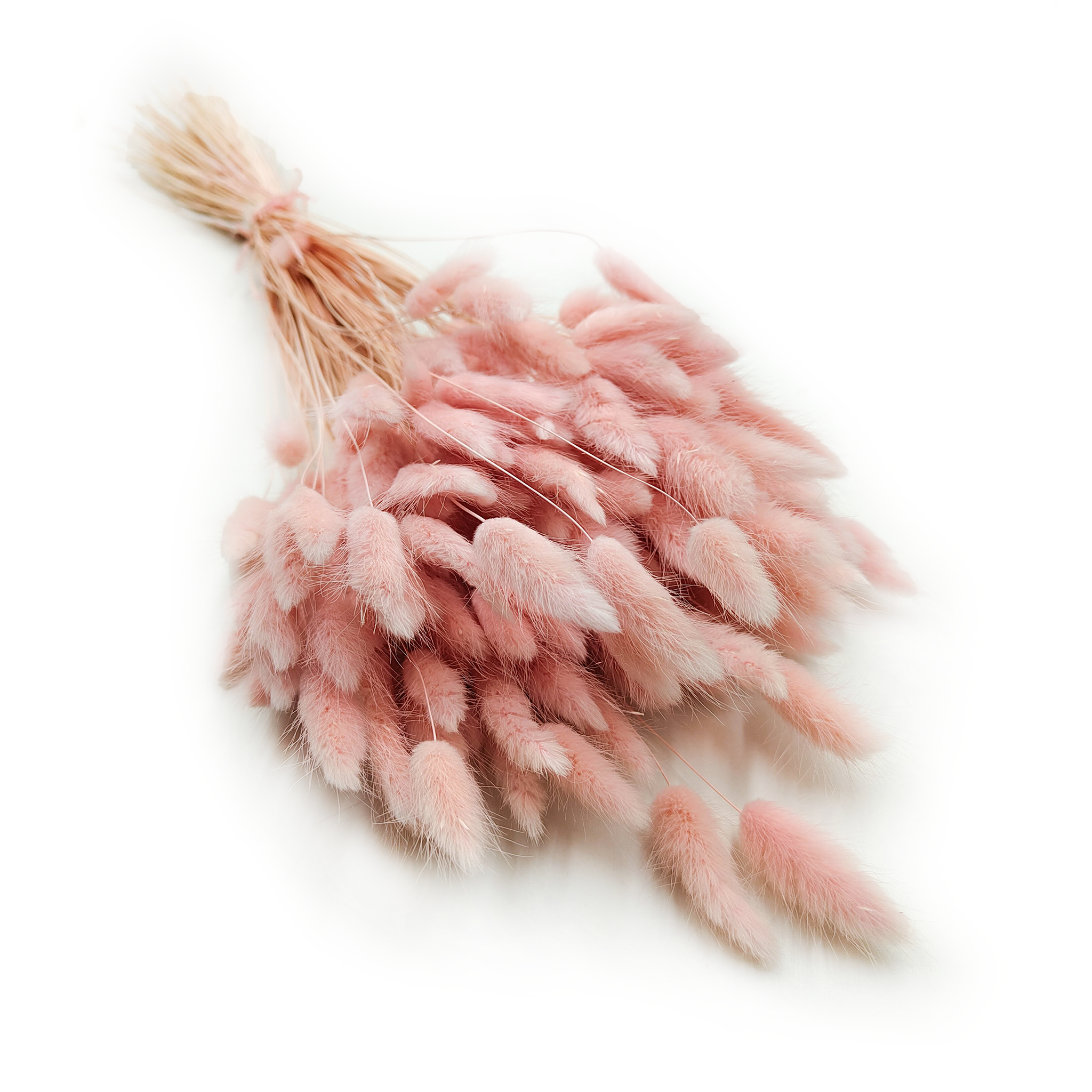 Suszony Lagurus - Dmuszek jajowaty - perłowy