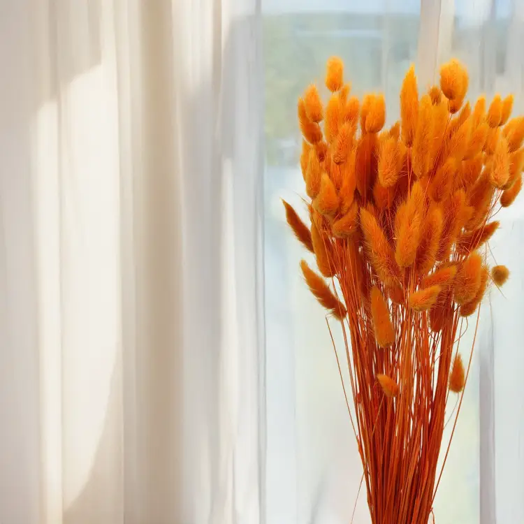 Lagurus Suszony dmuszek jajowaty Pomarańczowy 2.png