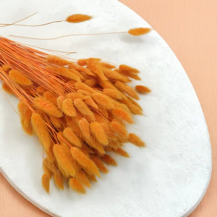 Lagurus Suszony dmuszek jajowaty Pomarańczowy 5.png