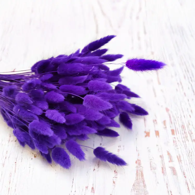 Lagurus Suszony dmuszek jajowaty Ultra Violet 1.png