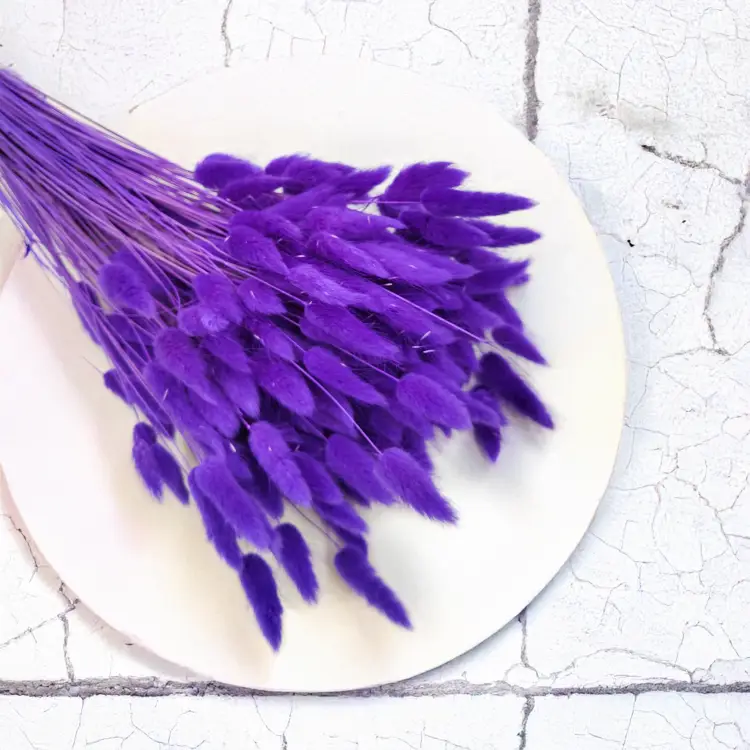 Lagurus Suszony dmuszek jajowaty Ultra Violet 2.png