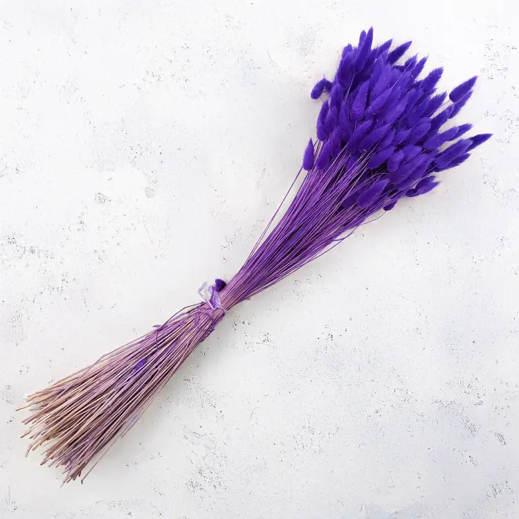 Lagurus Suszony dmuszek jajowaty Ultra Violet.png