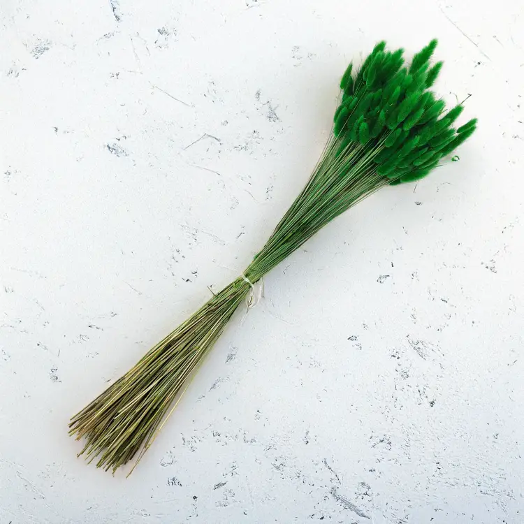 Lagurus Suszony dmuszek jajowaty Zielony 2.png