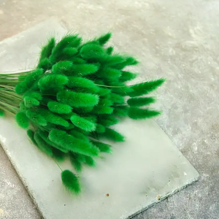 Lagurus Suszony dmuszek jajowaty Zielony 3.png