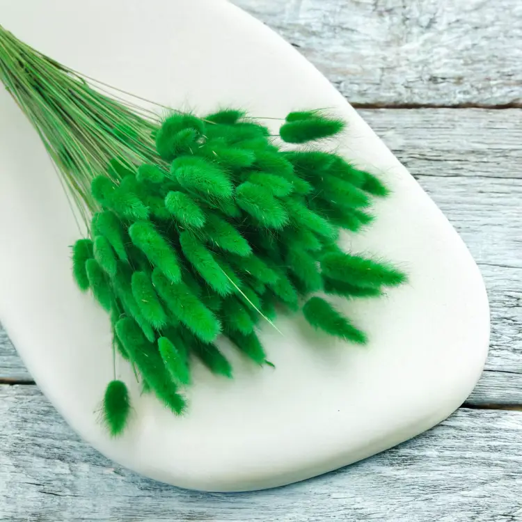 Lagurus Suszony dmuszek jajowaty Zielony 4.png