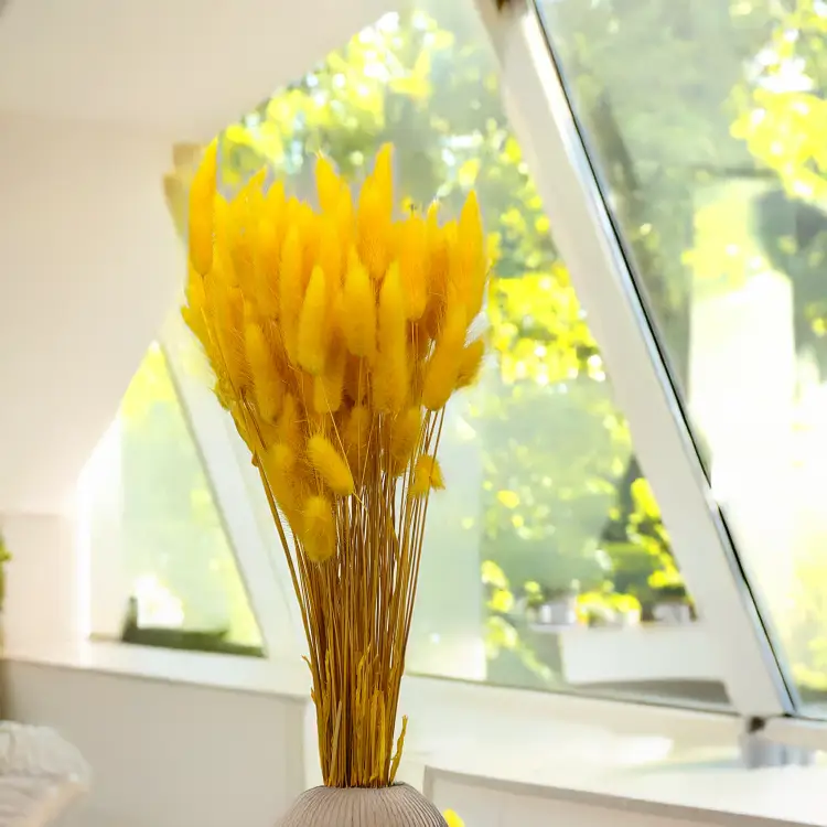 Lagurus Suszony dmuszek jajowaty Żółty 1.png