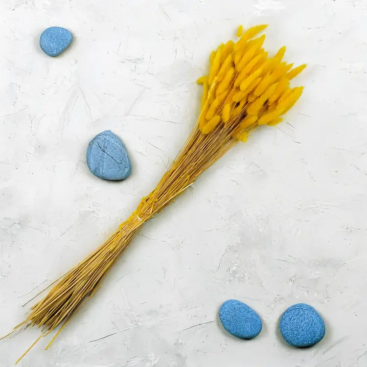 Lagurus Suszony dmuszek jajowaty Żółty 3.png