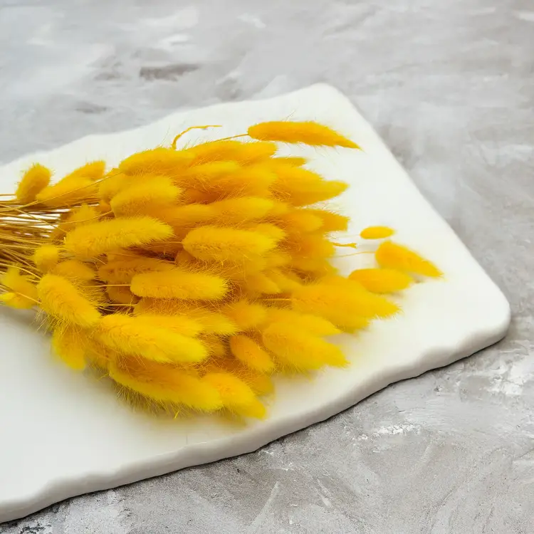 Lagurus Suszony dmuszek jajowaty Żółty 4.png