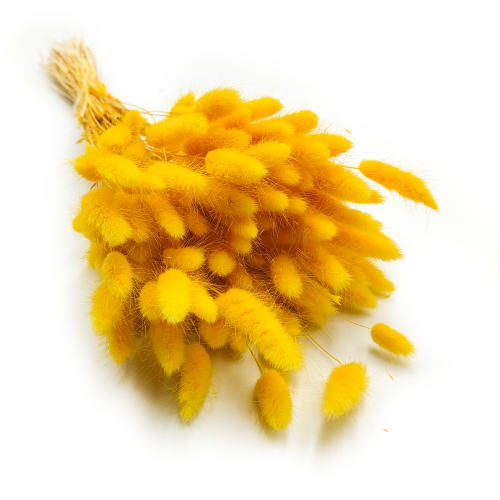 Lagurus Suszony dmuszek jajowaty Żółty 7.png