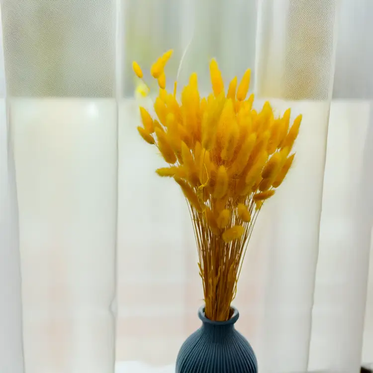 Lagurus Suszony dmuszek jajowaty Żółty.png