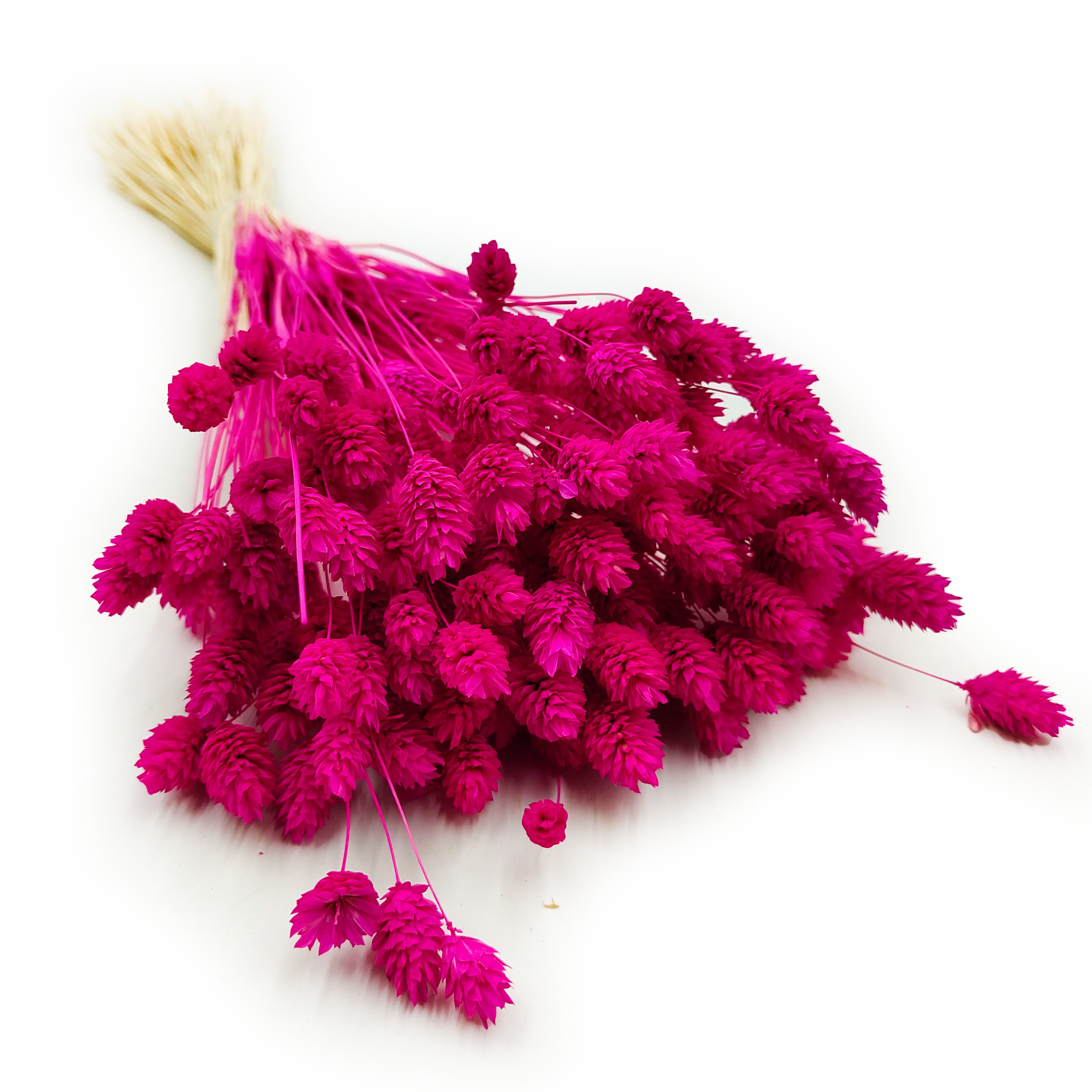 Suszony Phalaris - Kanar - (Mozga kanaryjska) - Amarantowy