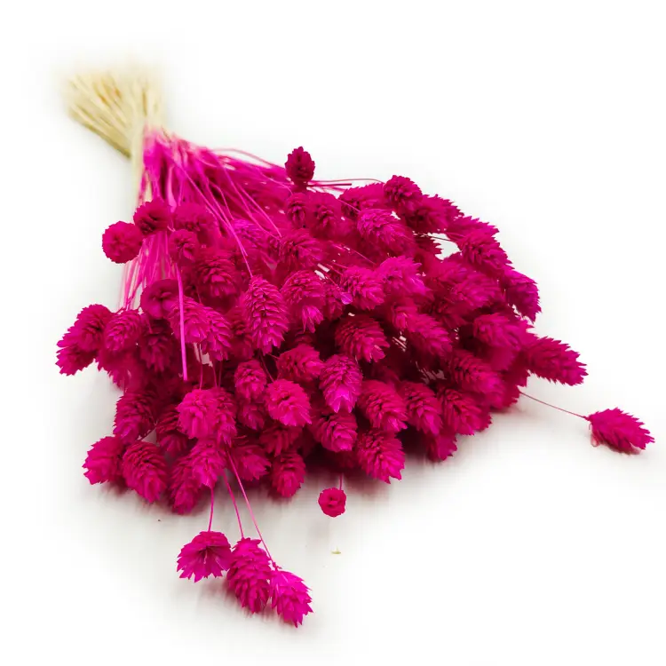 Suszony Phalaris - Kanar - (Mozga kanaryjska) -Amarantowy 5.png