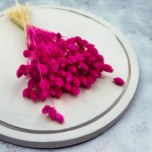 Suszony Phalaris - Kanar - (Mozga kanaryjska) -Amarantowy 6.png