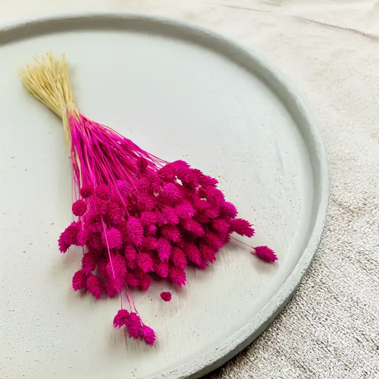 Suszony Phalaris - Kanar - (Mozga kanaryjska) -Amarantowy 7.png