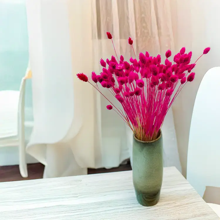 Suszony Phalaris - Kanar - (Mozga kanaryjska) -Amarantowy 2.png