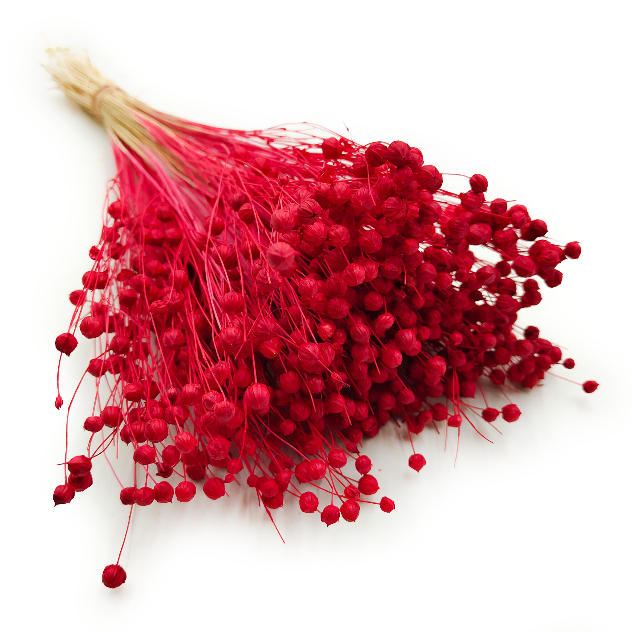 Len Suszony - Czerwony