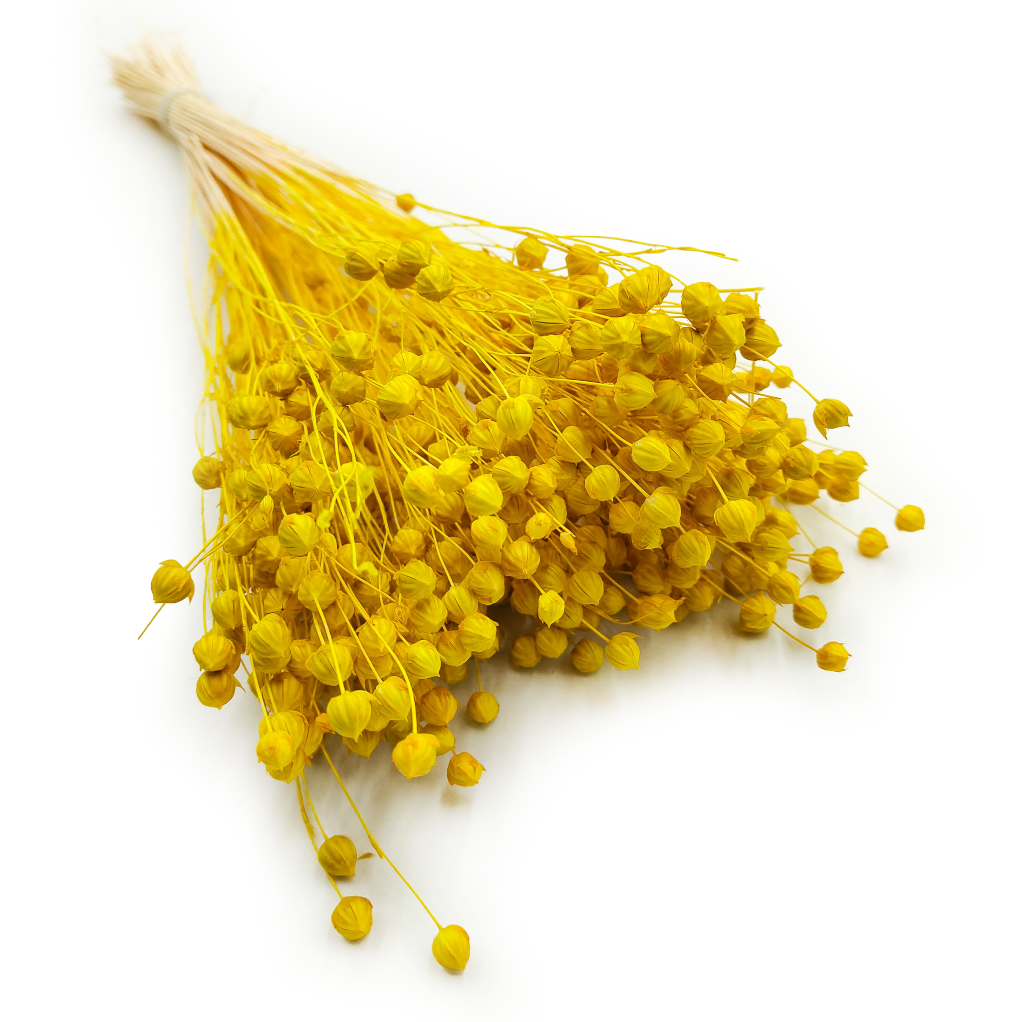 Len Suszony - Żółty