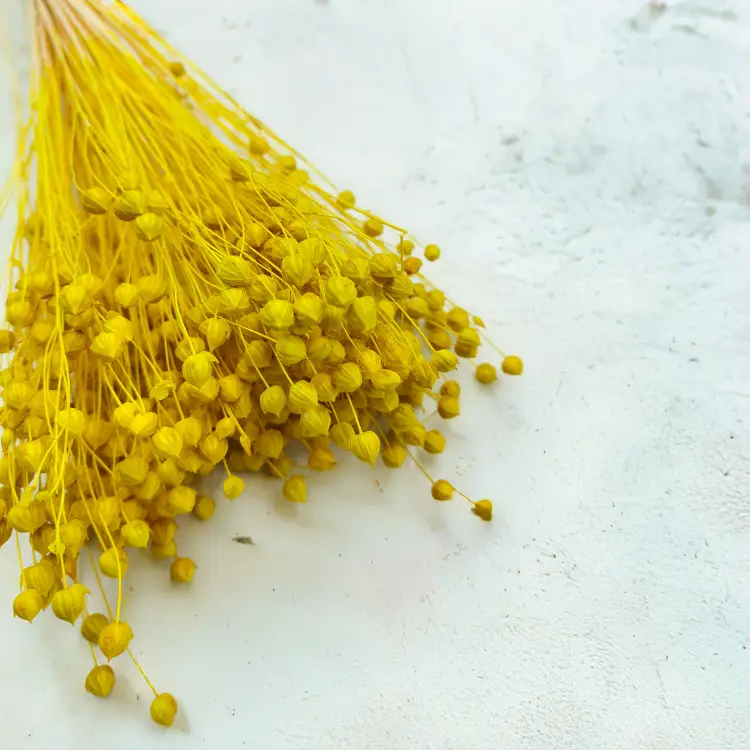 Len Suszony - Zolty.png