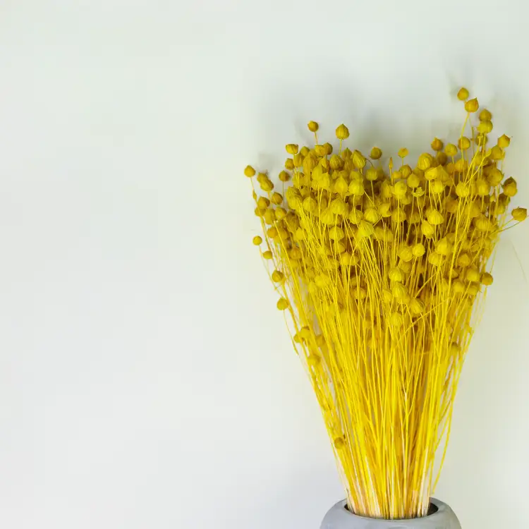 Len Suszony - Zolty2.png