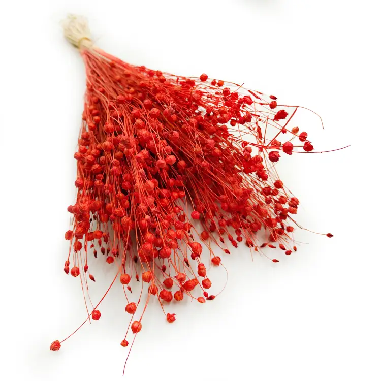 Len Suszony - Pomaranczowy 6.png