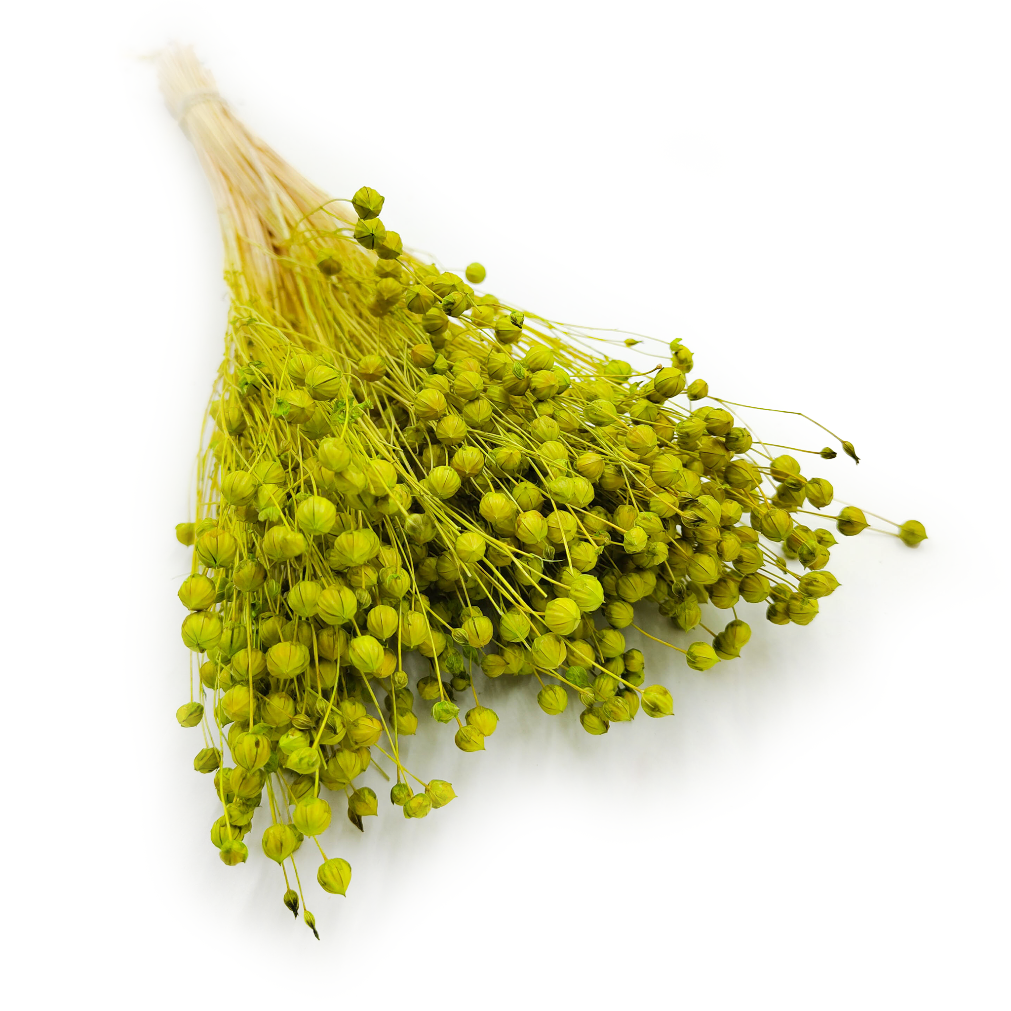 Len Suszony - Seledynowy