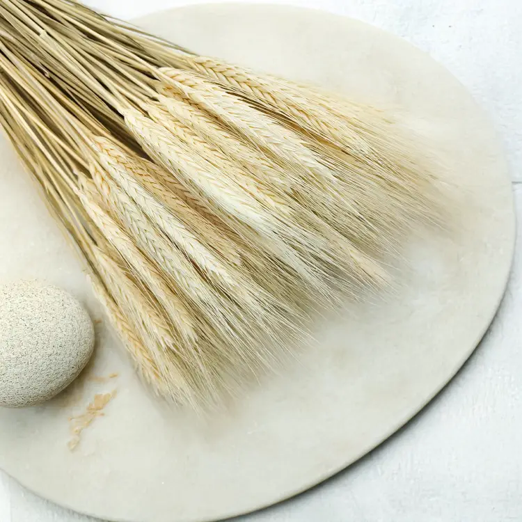 Pszenżyto suszone triticale suszone kłosy bielone 5.png