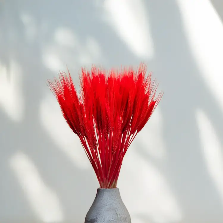 Pszenżyto suszone czerwone kłosy bukiet triticale 2.png