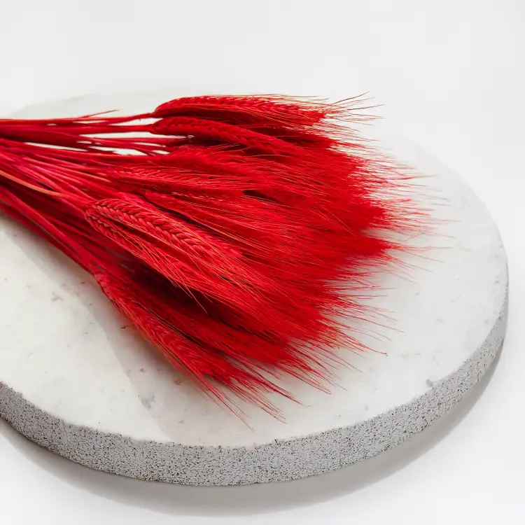 Pszenżyto suszone czerwone kłosy bukiet triticale 5.png