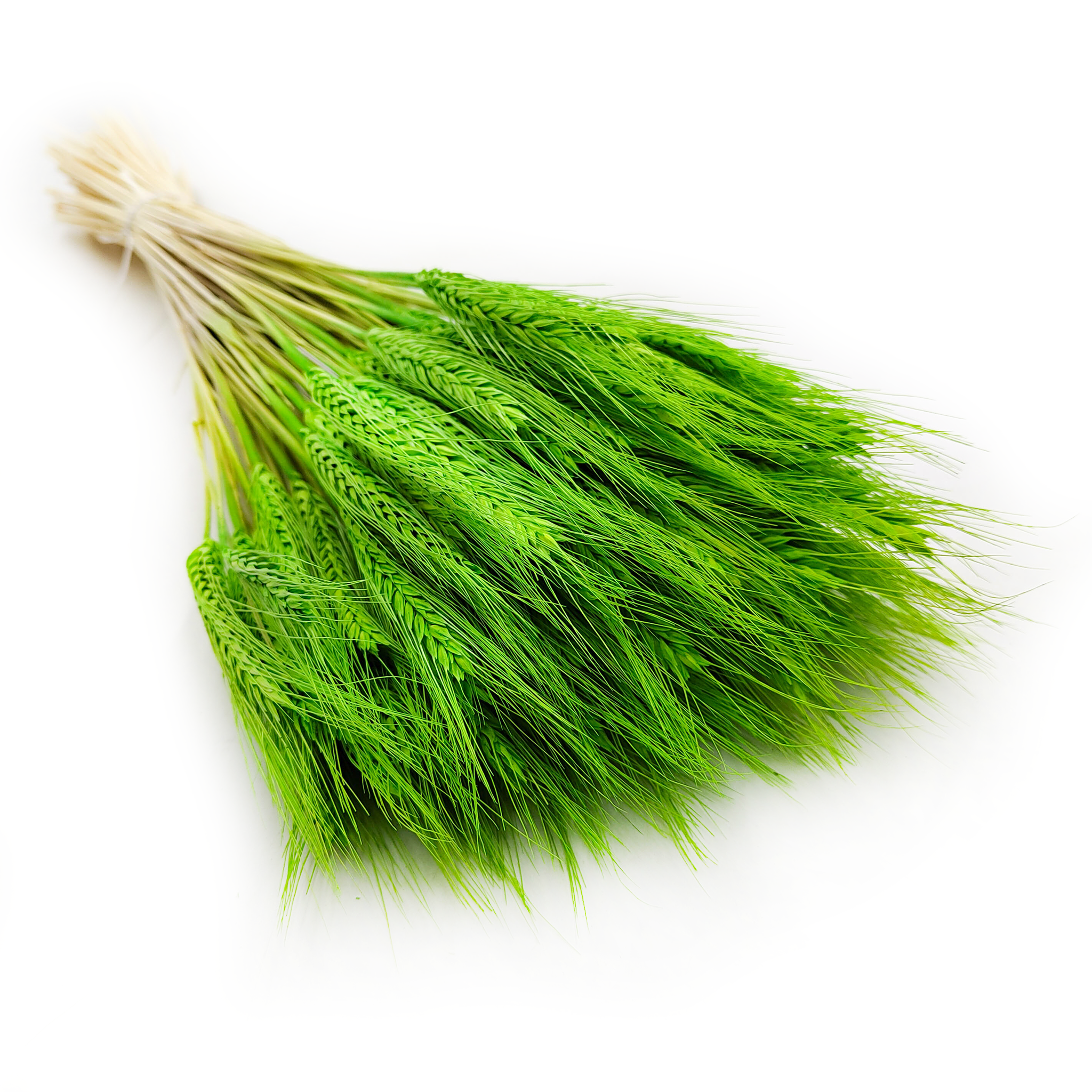 Pszenżyto Suszone - Jasno Zielone