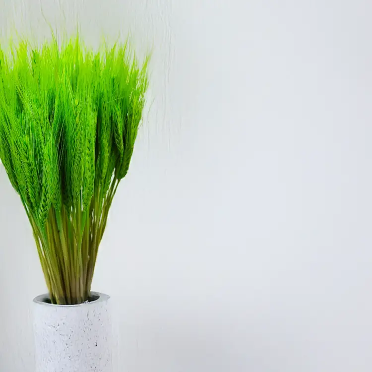 pszenżyto suszone Jasnozielone bukiet triticale kłosy 2.png