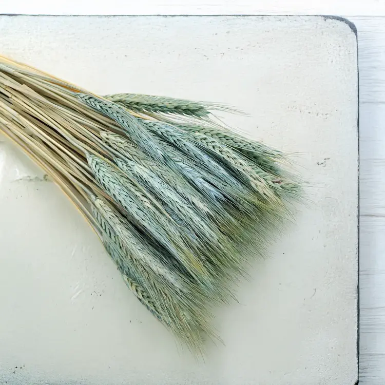 Pszenżyto suszone miętowe triticale kłosy bukiet 4.png