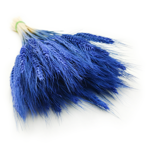 Pszenżyto suszone niebieskie kłosy bukiet triticale.png