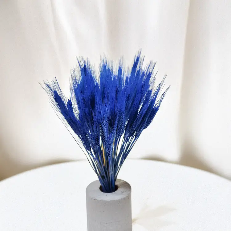 Pszenżyto suszone niebieskie kłosy bukiet triticale 1.png